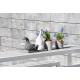 Figura DRITTO