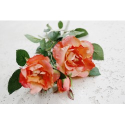 Róża herbaciana 75 cm