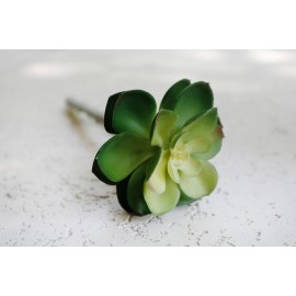 Sukulent Green Pearl Lotus 511