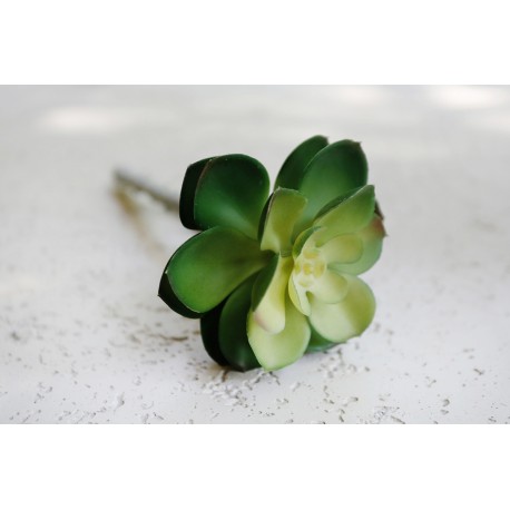 Sukulent Green Pearl Lotus 511